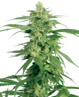 White Label Hollands Hope