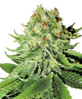 White Label Northern Lights Auto