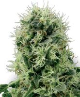 White Label Pure Power Plant