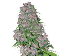White Label Purple Bud