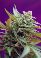 Sweet Seeds Black Jack Auto