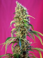 Sweet Seeds Black Jack CBD