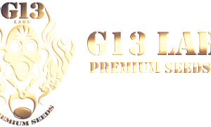 G13 Labs Seeds