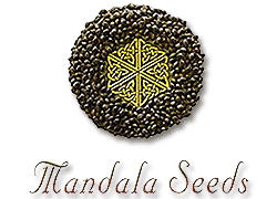 Mandala Seeds