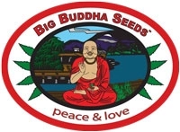 Big Buddha Seeds