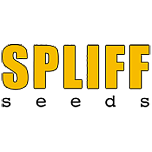 Spliff Seeds