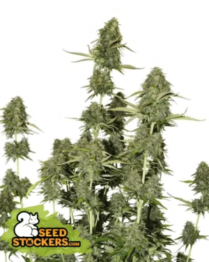 215473-1.png