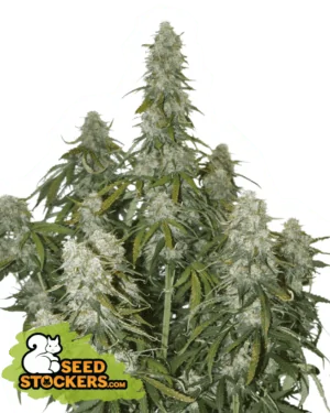215475-1.png