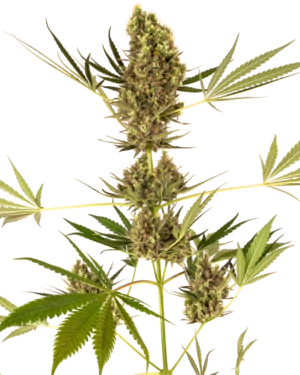216763-1.png