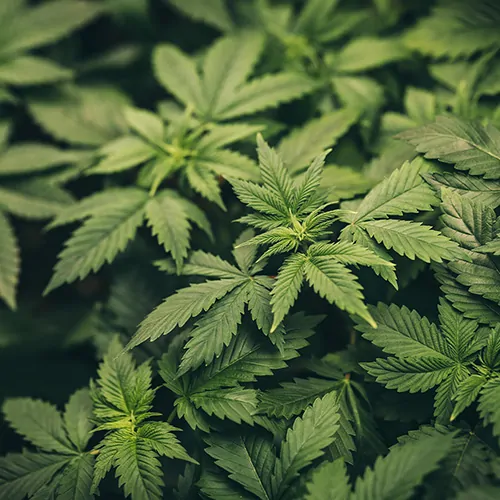 Cannabis Pflanze Indoor Growing